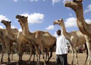 SOMALIA-SOMALILAND-ECONOMY-LIVESTOCK