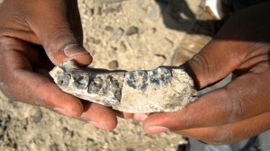 fossil-jaw