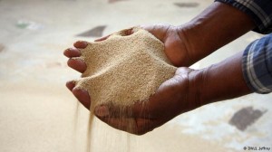 Ethiopian Teff Grain